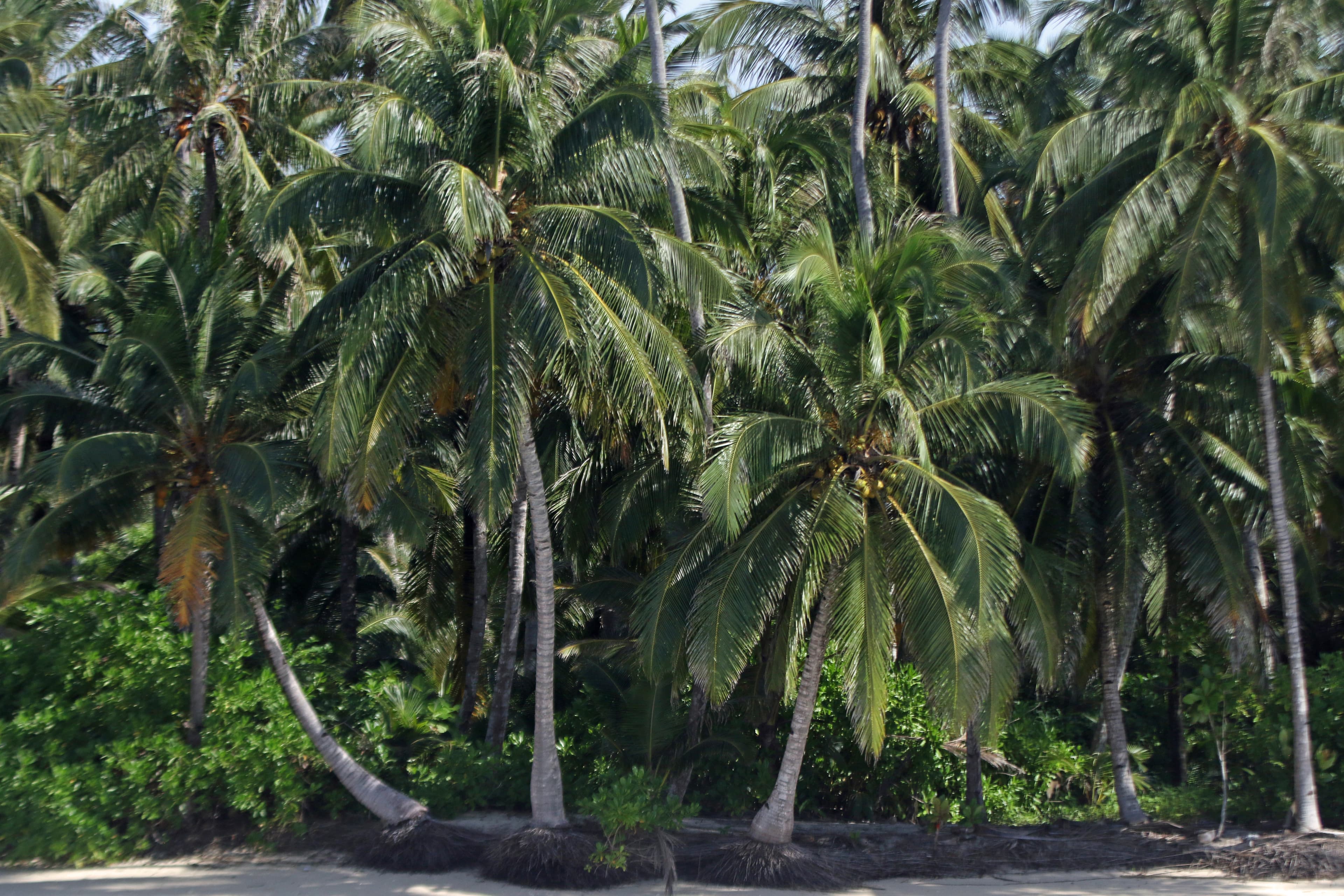 Tropical forest on a Mentawai island